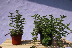 IMG_7604.JPG